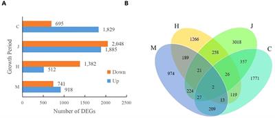 Responses of transcriptome and metabolome in peanut leaves to dibutyl phthalate during whole growth period